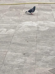 Columba livia domestica