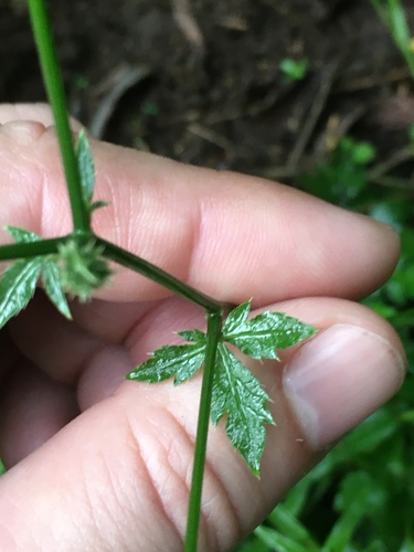 Sanicula elata