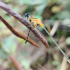 Agriocnemis splendidissima