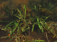 Vallisneria nana