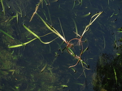 Vallisneria nana