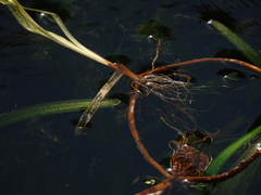Vallisneria nana