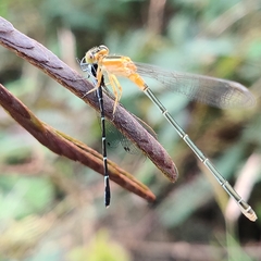 Agriocnemis splendidissima