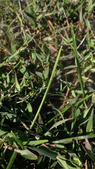 Eleocharis acutangula