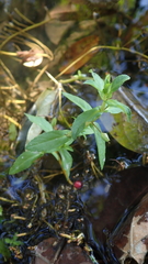 Limnophila aromatica