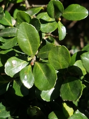 Ilex crenata