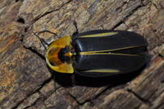 Cratomorphus diaphanus