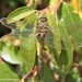 Rhionaeschna variegata - Photo (c) Ricardo Huenuanca,  זכויות יוצרים חלקיות (CC BY-NC), הועלה על ידי Ricardo Huenuanca