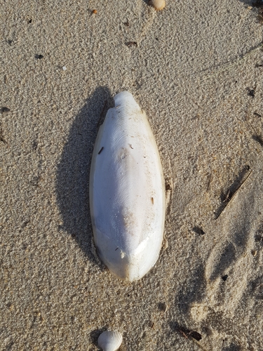 photo of European Common Cuttlefish (Sepia officinalis)