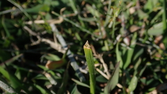 Eleocharis acutangula