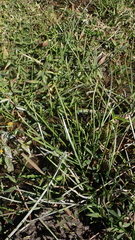 Eleocharis acutangula
