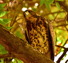 Parabuteo unicinctus unicinctus