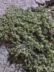 Magnoliopsida