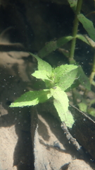 Limnophila aromatica