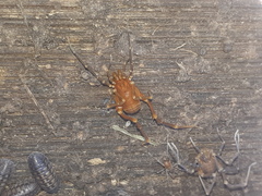 Pachyloides thorellii