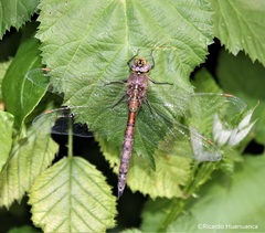 Rhionaeschna diffinis