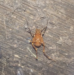 Pachyloides thorellii