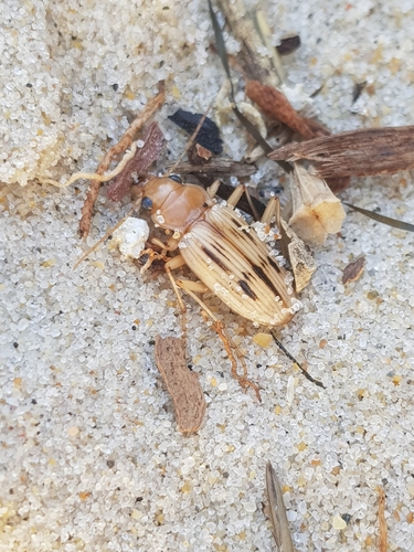 photo of The Beachcomber (Eurynebria complanata)