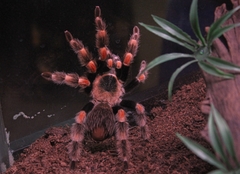 Brachypelma