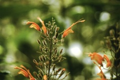 Hansteinia ventricosa