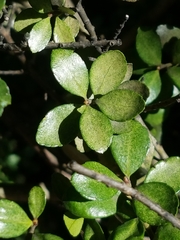 Ilex crenata