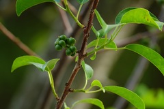 Excoecaria agallocha