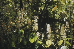 Hansteinia ventricosa