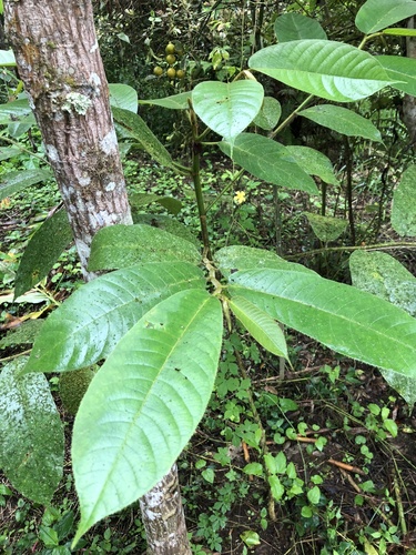 Panama rubber tree (Castilla elastica)