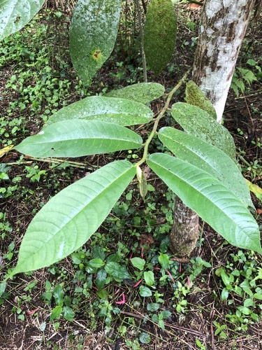 Castilla elastica - Whole tree