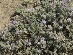 Ziziphora clinopodioides