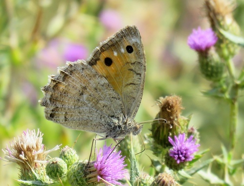 Klug's Tawny Rockbrown