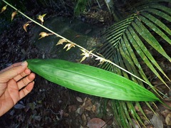 Ania penangiana
