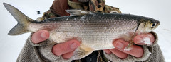 Coregonus artedi