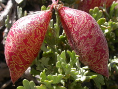 Astragalus platytropis