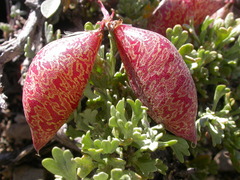 Astragalus platytropis
