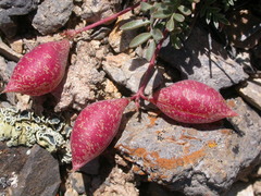Astragalus platytropis