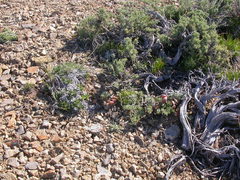Astragalus platytropis