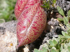Astragalus platytropis