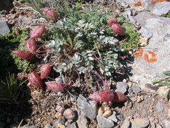 Astragalus platytropis