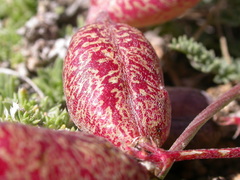 Astragalus platytropis