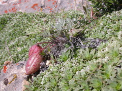 Astragalus platytropis