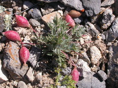 Astragalus platytropis