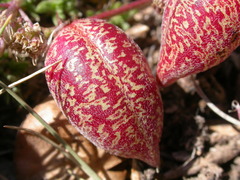 Astragalus platytropis
