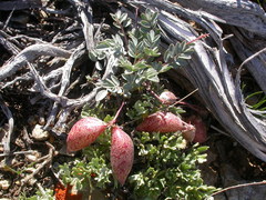 Astragalus platytropis