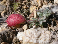 Astragalus platytropis