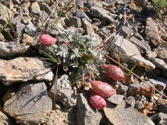 Astragalus platytropis