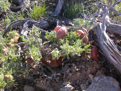 Astragalus platytropis