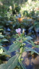 Limnophila chinensis