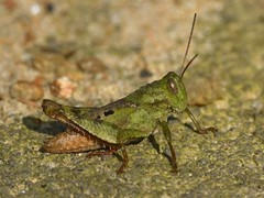 Coptacrinae