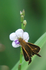Polytremis lubricans